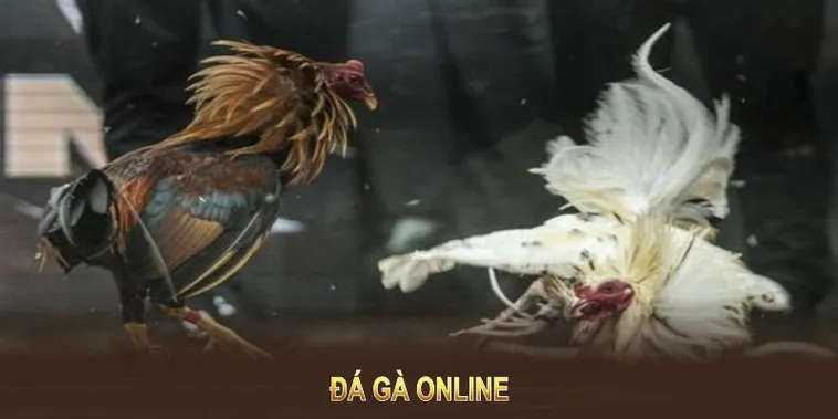 Cách Chơi Đá Gà GA28 Tại 77Win Chi Tiết Cho Người Mới Bắt Đầu